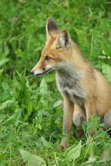 Naklejka na ściany i meble red fox, fox