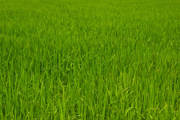 Beautiful Rice fields