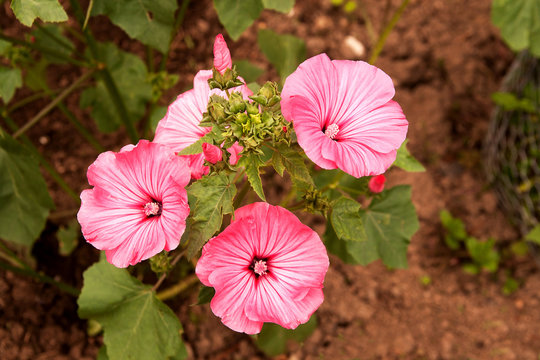 Luminous Pink Mallows