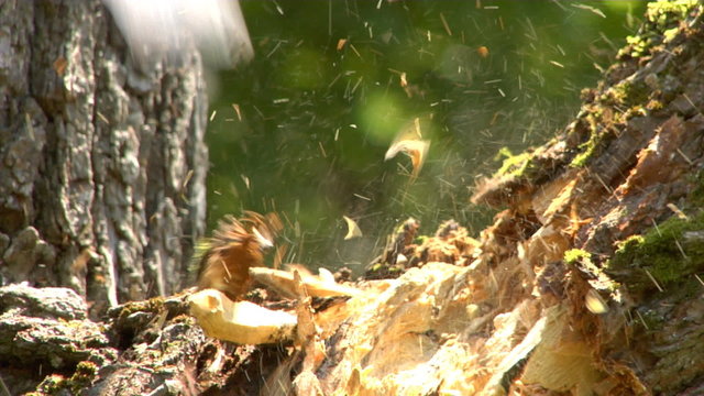 close-up cutting tree with axe