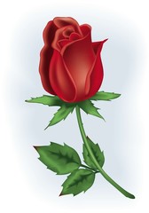 Red rosebud - obrazy, fototapety, plakaty