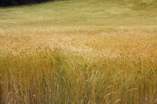 le vent dans l &eacute;pautre
