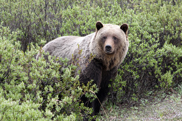 Grizzly. Banff National Park. Kanada