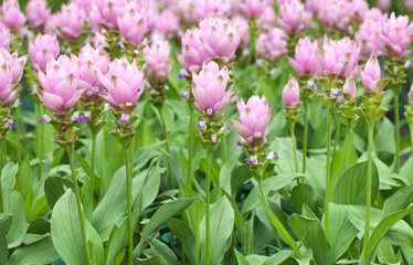 Pink field of Siam tulip