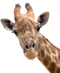 Crédence de cuisine en verre imprimé Girafe Gros plan girafe