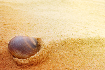 Fototapeta na wymiar Sea shell on fine sand