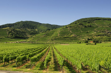 Fototapeta premium Weinberge in Dürnstein, Wachau