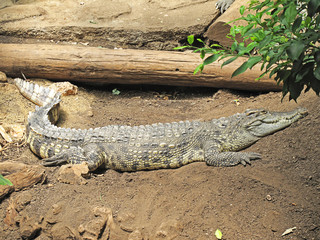 cocodrilo