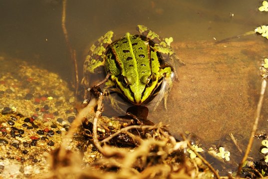 Teichfrosch