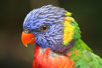 Portrait de loriquet