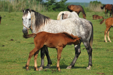 mares and foal