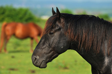 Obraz na płótnie Canvas galloping stallion
