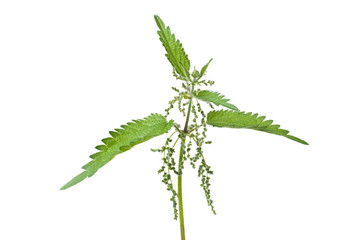 Stinging nettle (urtica dioica)