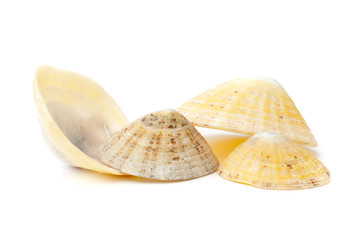 Common limpets (Patella Vulgata) © roblan