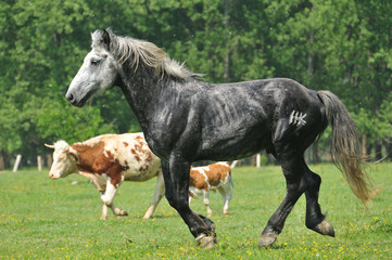 Obraz premium galloping stallion