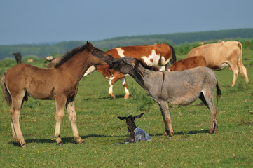 Obraz premium Donkey and foal in pasture