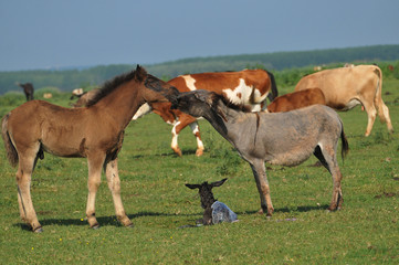 Donkey and foal in pasture