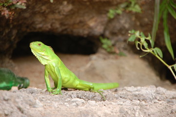 Iguane vert