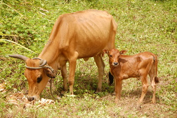 La vache et le veau