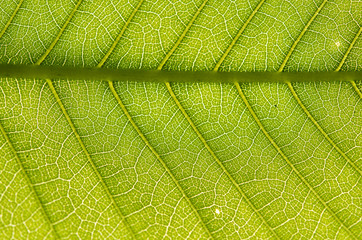 green leaf texture