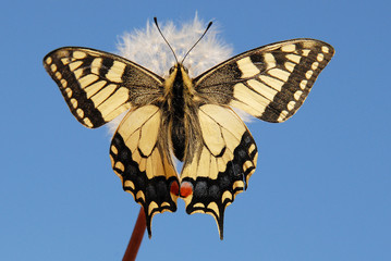 swallowtail butterfly