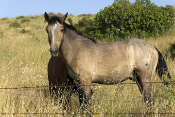 Cavallo al pascolo