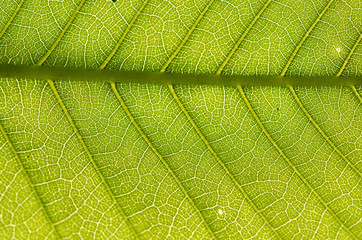 green leaf texture