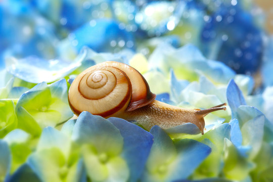 紫陽花とカタツムリ