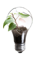 電球と新芽の環境イメージ