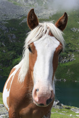 Portrait isolé d'un cheval