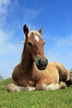 Portrait isolé d'un cheval