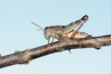 Saltamontes sin alas, caelifera