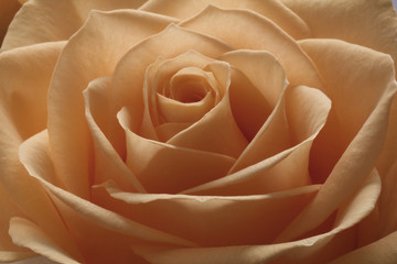 Beautiful Peach Coloured Rose Close-up