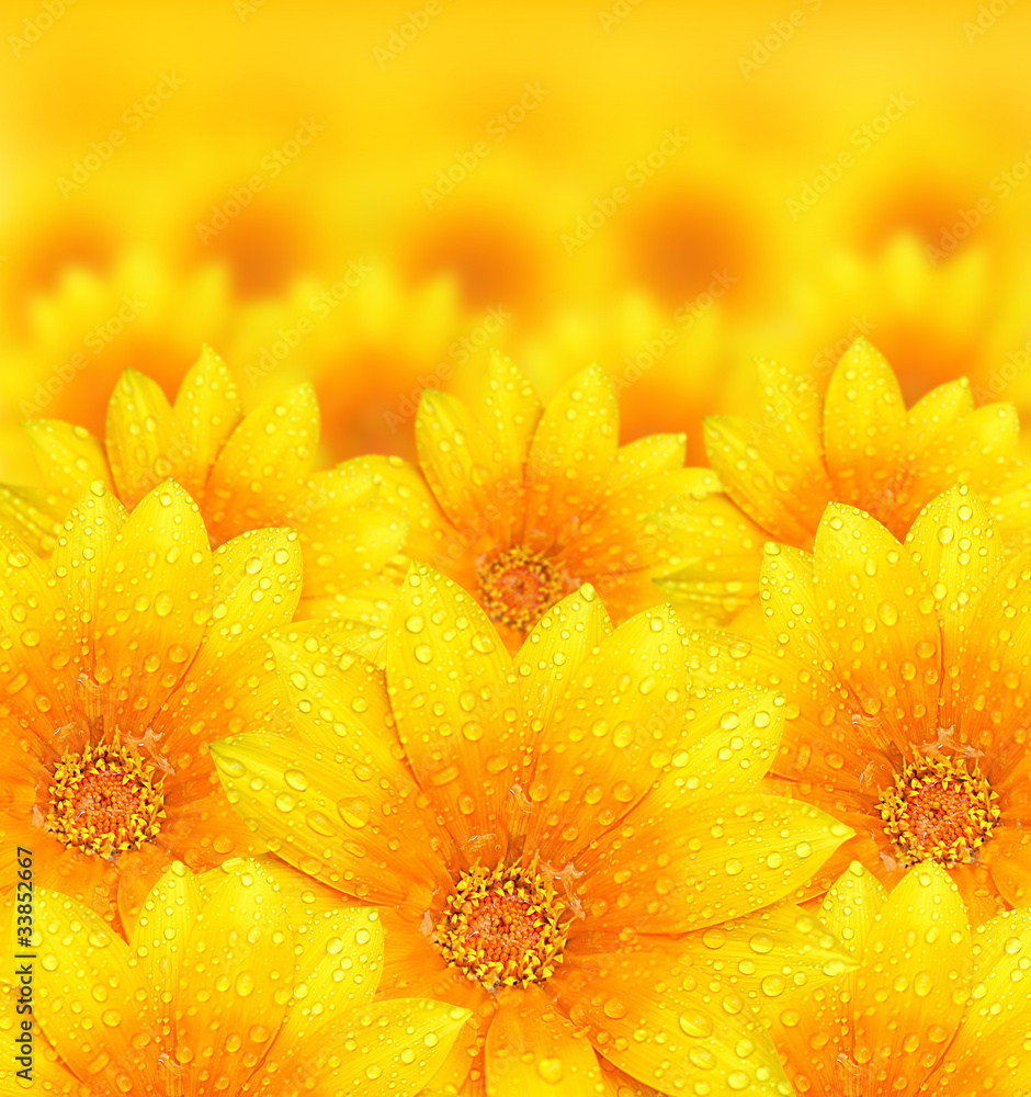 Sticker fresh yellow flower background