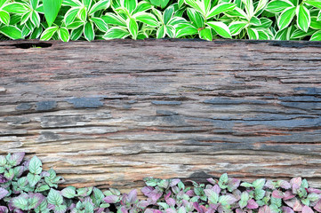 Fototapeta premium old wooden and plant