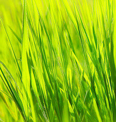 Fresh green grass background