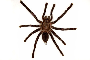 Tarantula