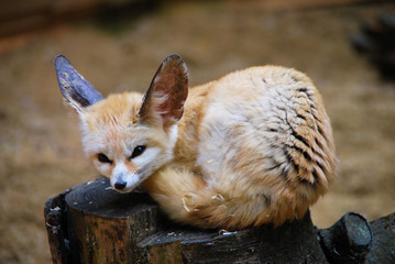 fennec