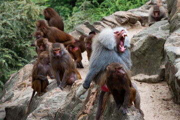 The angry baboon