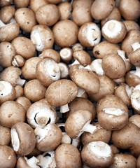 bolets champignons des bois