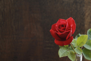 eine rote Rose in einer Vase