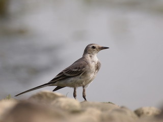 White Wagtail, Motacilla alba