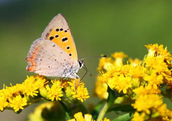 Fototapeta na wymiar Butterfly - Lycaena phlaeas