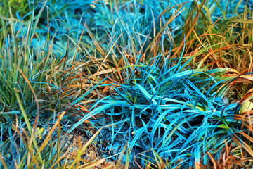 blue and orange grass