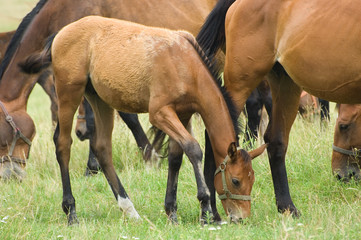 Fototapeta premium A herd of horses