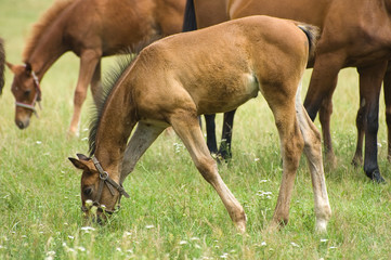 A foal