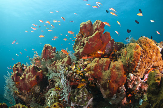 Fototapeta Colorful coral reef