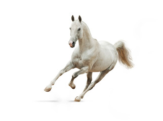white horse on white