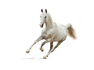 Papier Peint photo autocollant Chevaux white horse on white