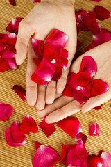 Hands on rose petals